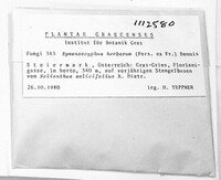 Calycina herbarum image